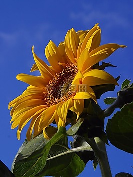 太陽花,花,性質(zhì)