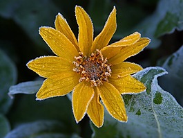 太陽(yáng)花,弗羅斯特,冰