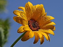 雛菊,露水,花