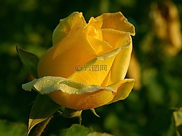 玫瑰,黃色,花