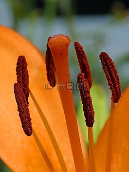 芙蓉,郵票,花