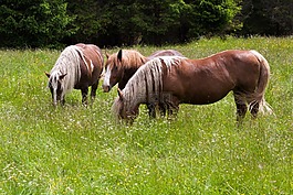 马,haflinger,牧场