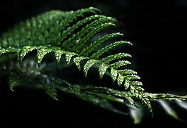 蕨類,綠色,廠