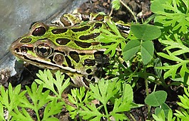 北方豹蛙,lithobates 蚊,常見的實驗室青蛙