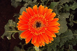 花,菊花,開花