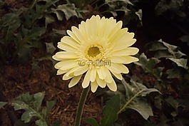 黃色的花,菊花,開花