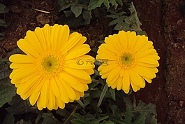 黃色的花,菊花,開花