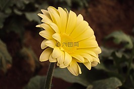 黃色的花,菊花,開花