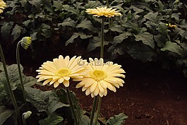 黃色的花,菊花,開花
