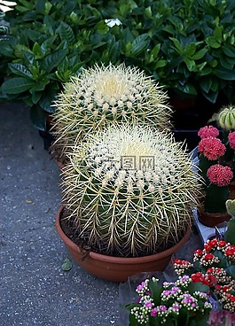 仙人掌,植物,室內植物