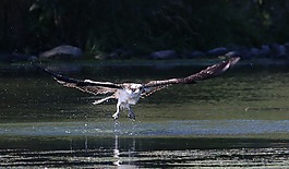魚鷹,釣魚,鳥