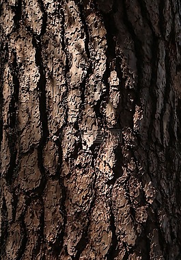 松,finetree,樹