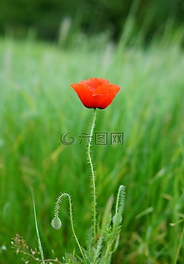 罌粟,紅色,花卉