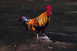 雞叫,性質(zhì),動物