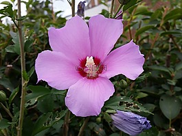 花,粉紅色,干