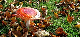 飛木耳,幸運的家伙,秋季