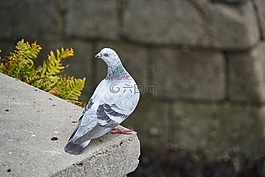 鴿子,城市,鳥