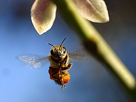 蜜蜂,花粉,翼