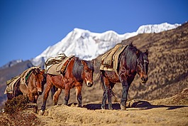 不丹,山,馬