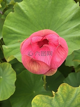 蓮花,鮮花,沼澤