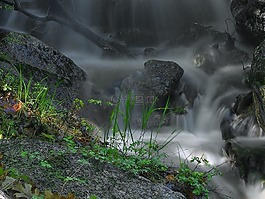 水,過獨(dú)身生活,森林