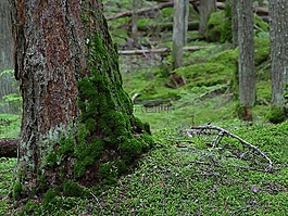 森林,苔,綠色