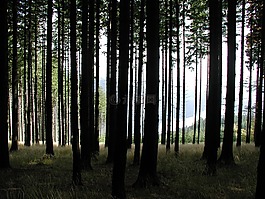 樹木,樹干,背光