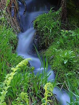 水,過獨(dú)身生活,森林