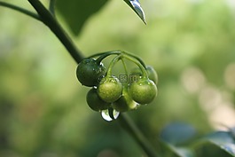 夏日,清涼,水滴