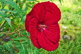 花,人類發(fā)展報告,自然