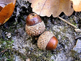 橡子,種子,葉子