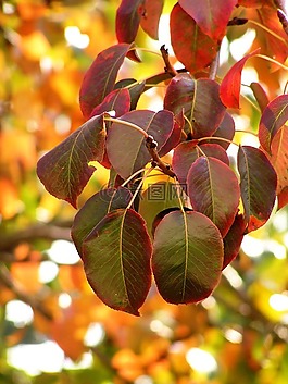 秋,葉子,紅色