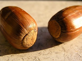 橡子,棕色,水果