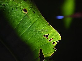 葉子,太陽,光
