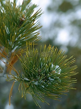 云杉,針,科