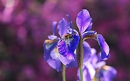 虹膜,鳶尾花,開花