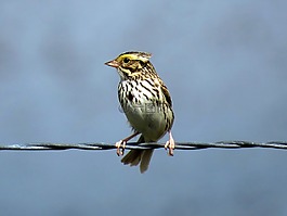薩凡納麻雀,野生鳥(niǎo)類,觀鳥(niǎo)