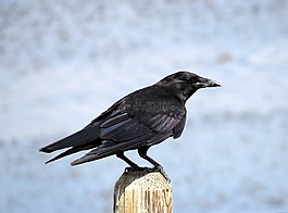 烏鴉,觀鳥(niǎo),鳥(niǎo)