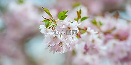 櫻花,性質(zhì),春天