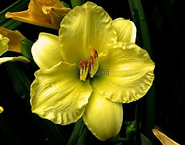 黄色花,湿的花,花园里的花