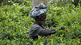 斯里蘭卡,茶的收獲,茶園