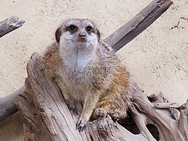 貓鼬,卡爾加里動(dòng)物園,可愛(ài)