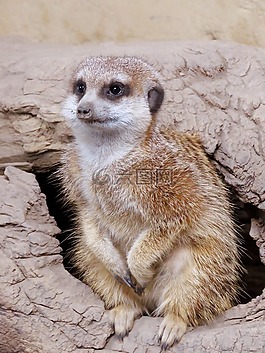 貓鼬,卡爾加里動(dòng)物園,可愛(ài)