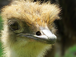 鴕鳥(niǎo),鴕鳥(niǎo)的特寫(xiě),卡爾加里動(dòng)物園