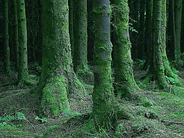 森林,樹木,苔