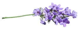 薰衣草,干,剪出