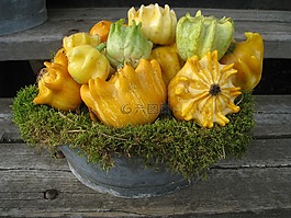 南瓜,碗,moss