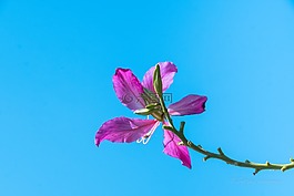 花,藍(lán)色的天空,自然