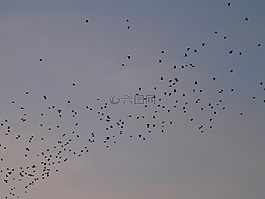 飛的鳥,鳥類,飛