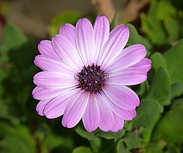 雏菊,紫色,花